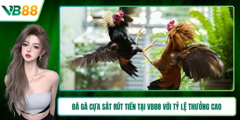 Đá gà cựa sắt rút tiền