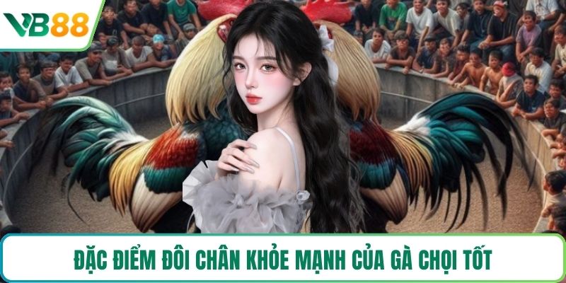 Đặc điểm đôi chân khỏe mạnh của gà chọi tốt